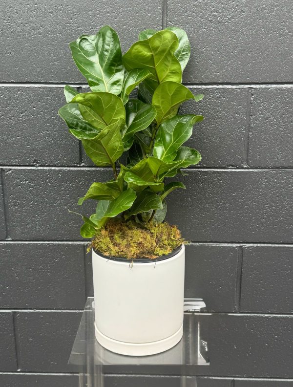 ficus-Iyrata-bambino