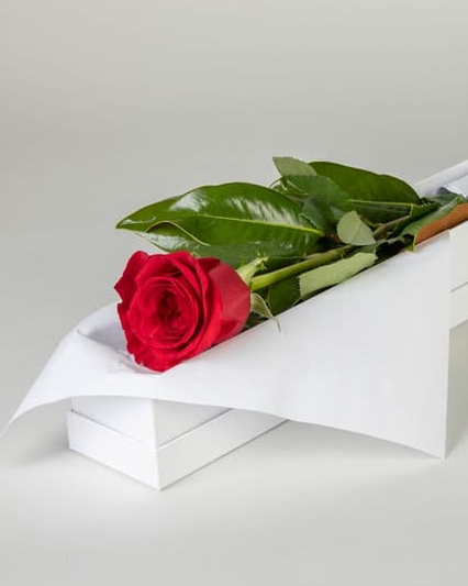 one and only single rose red